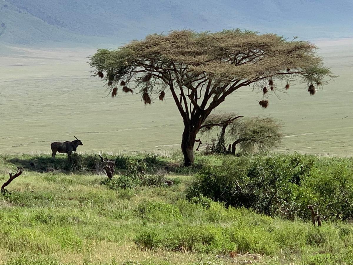 Zawadi Camp Hotel Serengeti Luaran gambar