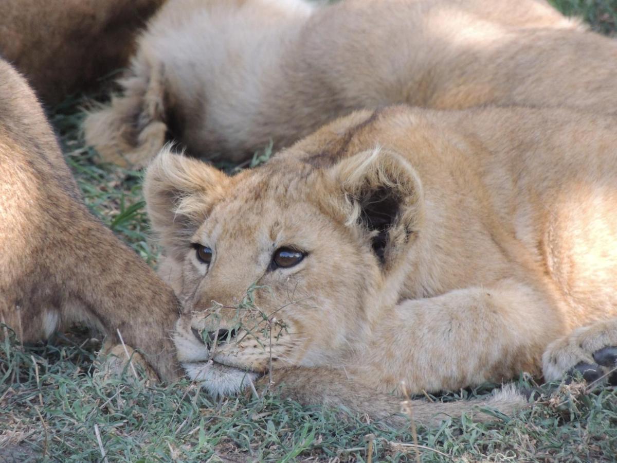 Zawadi Camp Hotel Serengeti Luaran gambar