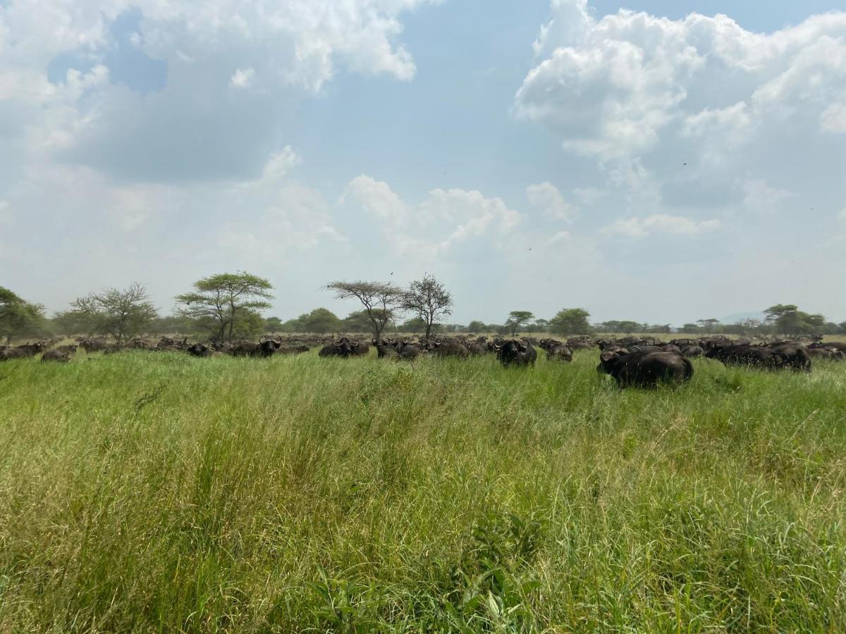 Zawadi Camp Hotel Serengeti Luaran gambar